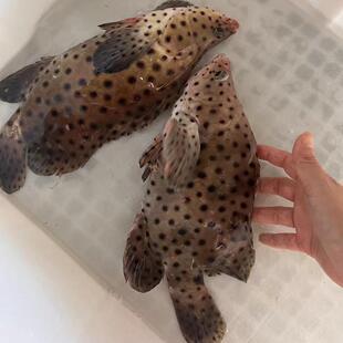 活老鼠斑斑点鱼驼背鲈东山岛海鲜海产品新鲜海鱼野生海捕大石斑鱼