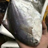 东山岛白鲳鱼新鲜平鱼冷冻海鱼小鲳鱼银鲳鱼鳊鱼海鲜水产