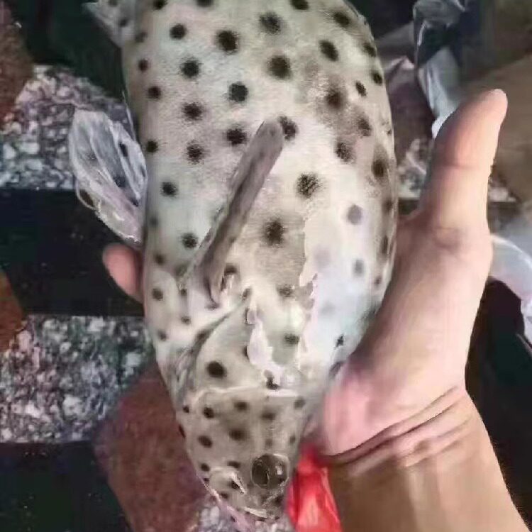 老鼠斑 新鲜海鲜鱼 海捕斑点鱼 青斑 鳘鱼 驼背鲈东山岛海鲜