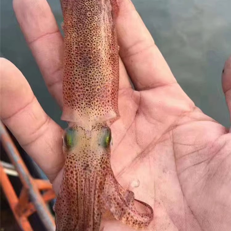 活小管东山岛海鲜笔管鱼海兔海捕小管带仔鲜活鱿鱼籽海鲜