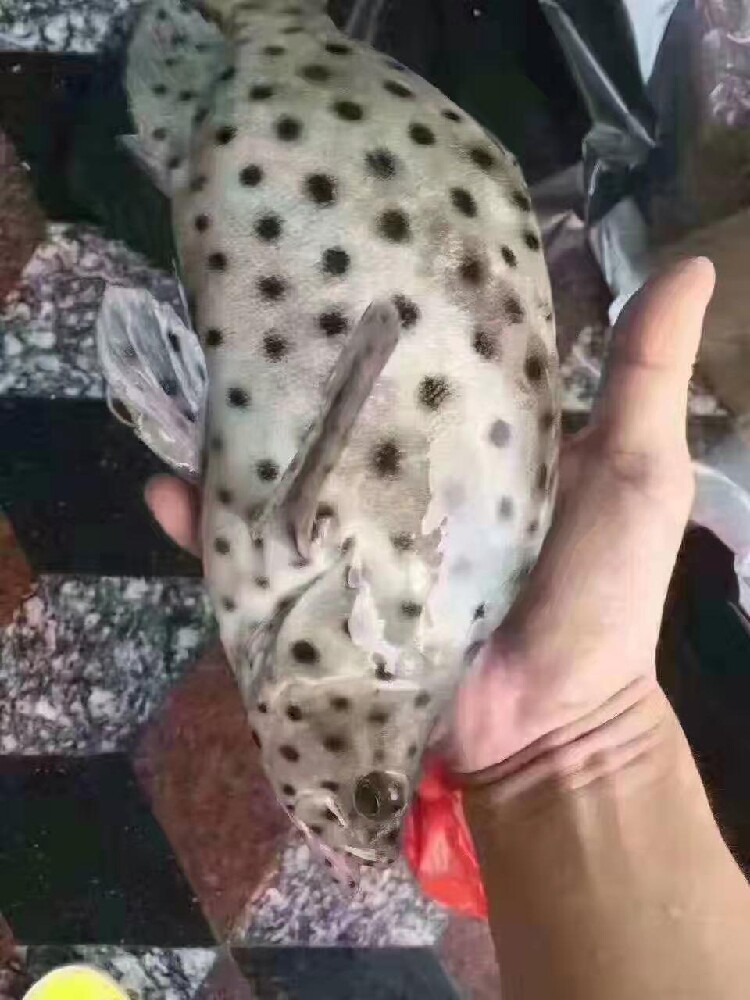 老鼠斑 新鲜海鲜鱼 海捕斑点鱼 青斑 鳘鱼 驼背鲈东山岛海鲜