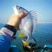 海钓天然黄翅鱼海钓海鲫鱼黄赤鱼黄鳍鲷黄脚立新鲜水产东山岛海鲜