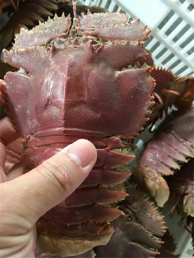 东山岛海鲜鲜活新鲜冷冻大虾
