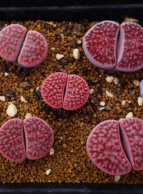 阿克塞尔玫瑰两年半Axel‘s Rose体色变异生石花一物一拍番杏科