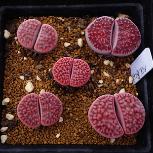 阿克塞尔玫瑰两年半Axel‘s Rose体色变异生石花一物一拍番杏科