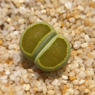 巴里星空菊巴里绿菊全窗菊纹章新品一物一拍两年生石花多肉植物