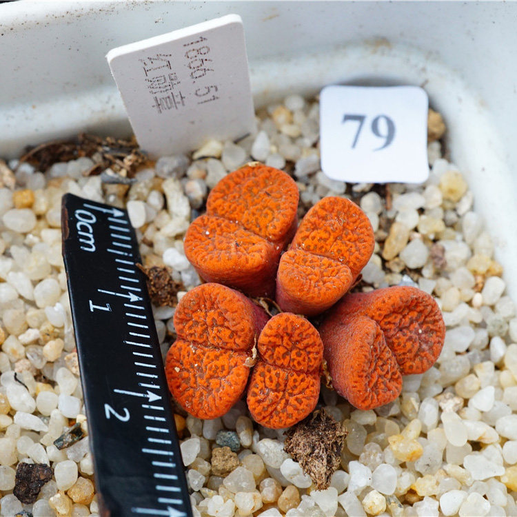 【定期更新】101-150号 多肉植物