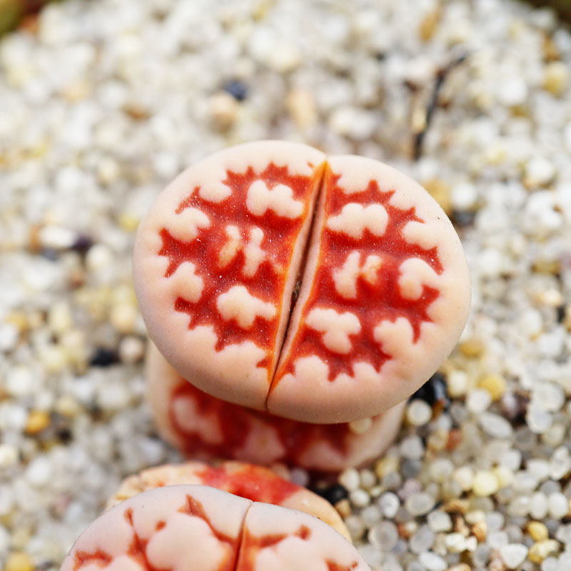 粉红豹一物一拍三年生石花脑纹花纹玉系列多肉植物肉出没园艺