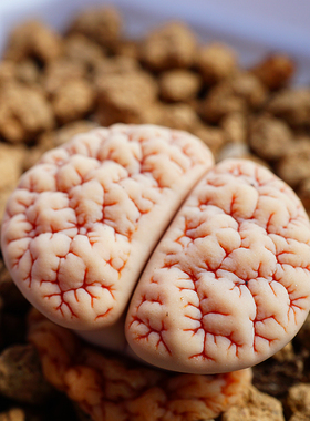 荒玉C189四脱一物一拍三年生石花多肉植物肉出没园艺