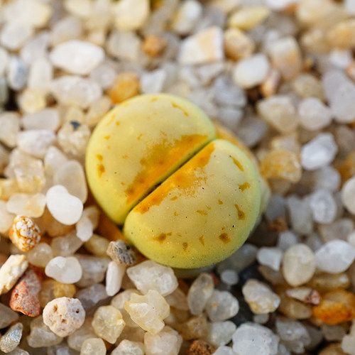 薄荷奶油一物一拍绿寿丽玉三年生石花一物一拍番杏科多肉植物