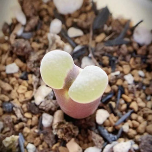 班克磁铁Bank风铃两年苗随机发肉锥番杏多肉植物肉出没园艺