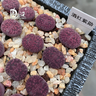 酒红紫勋两年苗欧版生石花多肉植物番杏科红发弗雷德黄花