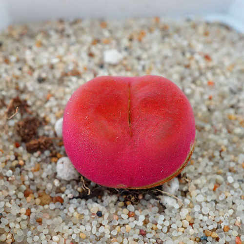 四年毛汉尼蟠桃O泡绒面光面番杏科肉锥多肉植物肉出没园艺