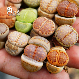 小K饼干ken饼精选全窗大窗彩色网纹寿丽组合拼盘生石花番杏科pp