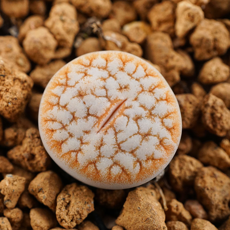 C373变异江南一物一拍两年苗闪电睫毛纹拿铁化生石花多肉,鲜花速递/花卉仿真/绿植园艺,多肉植物,淘宝优惠券,粉丝福利购,淘宝优惠卷