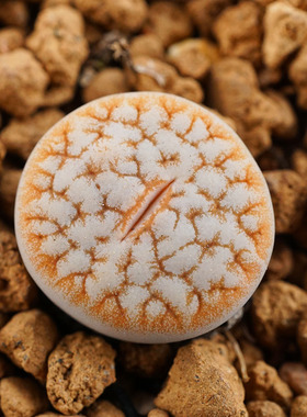 C373变异江南一物一拍两年苗闪电睫毛纹拿铁化生石花多肉