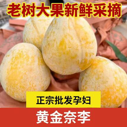自家果园韶关乐昌九峰山黄金奈李新鲜当季水果冰糖李5斤10斤包邮