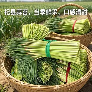 2026年河南蒜苔新鲜现摘农家自种当季脆嫩蒜薹红帽蒜苗芯蔬菜