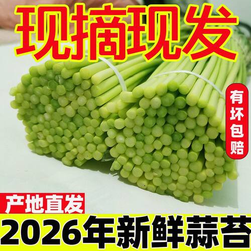 河南【新鲜蒜苔】2026年蒜苔嫩蒜苔红帽蒜苔新鲜蒜薹新鲜现摘