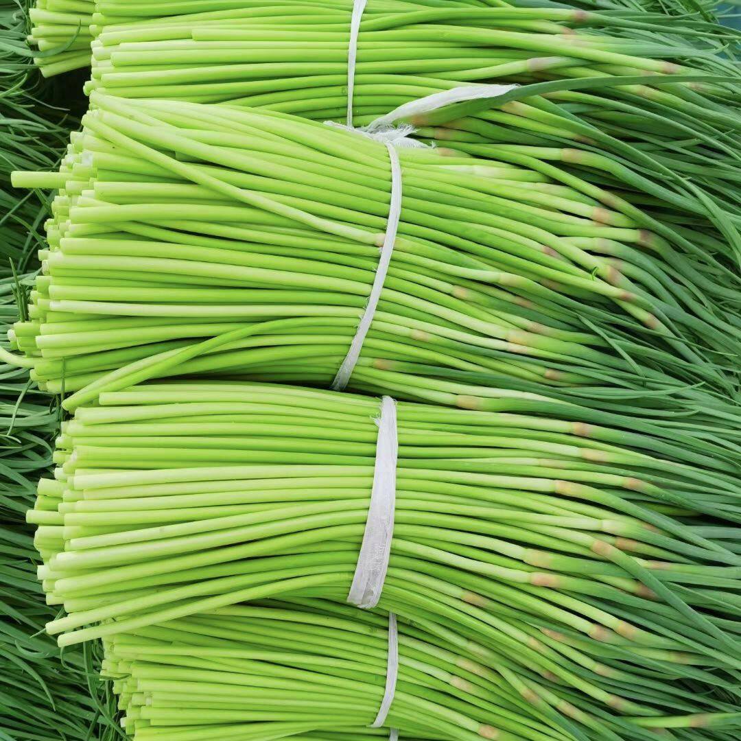 2026年新鲜现摘嫩蒜苔鲜蒜毫新鲜蒜苔