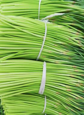 2026年新鲜现摘嫩蒜苔鲜蒜毫新蒜薹当季时令蔬菜现抽现拔