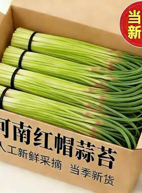 【新鲜鲜嫩邳州蒜苔新鲜现摘嫩蒜苔红帽蒜苔新鲜蒜薹应季蒜黄蒜毫
