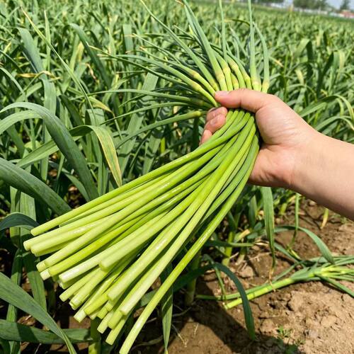 【新鲜蒜苔】2026年蒜苔嫩蒜苔红帽蒜苔新鲜蒜薹新鲜现摘应季蔬菜