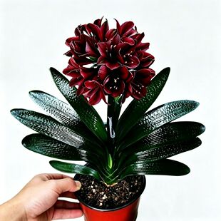 长春精品君子兰麒麟油匠短叶油匠麻脸黑红花赤黑对版发货带盆带土