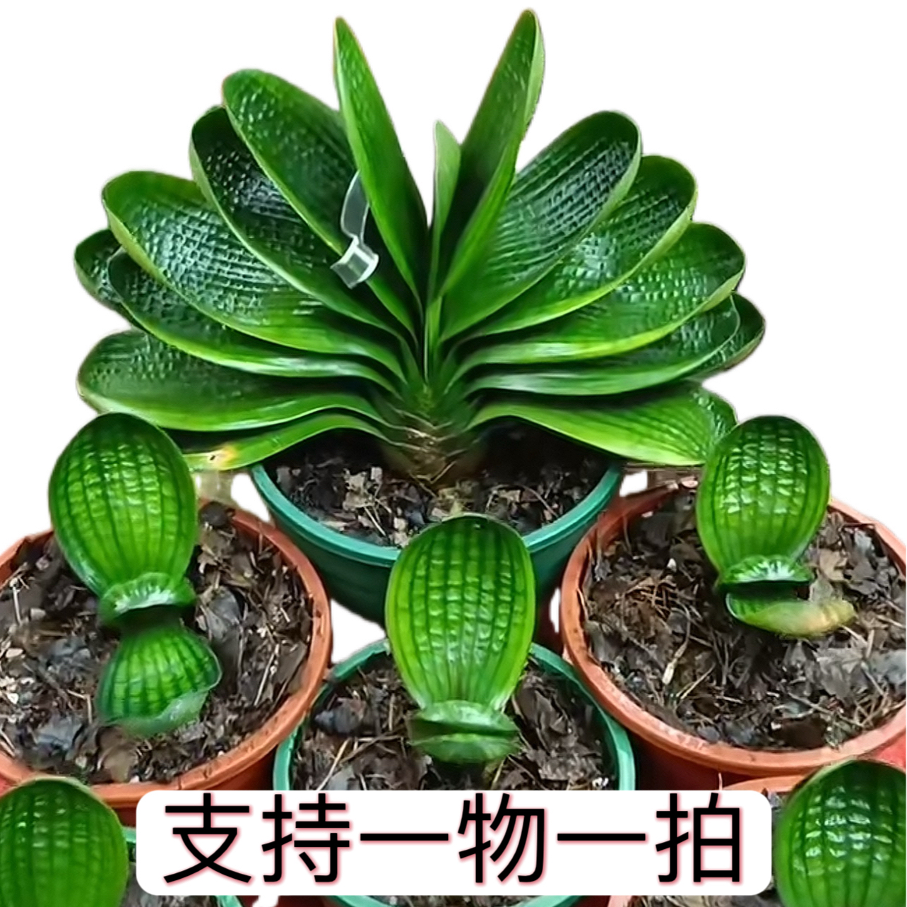 长春精品高端宽短叶麻脸和尚圆头粗筋坑纹油匠虎头珍珠狮子头小苗