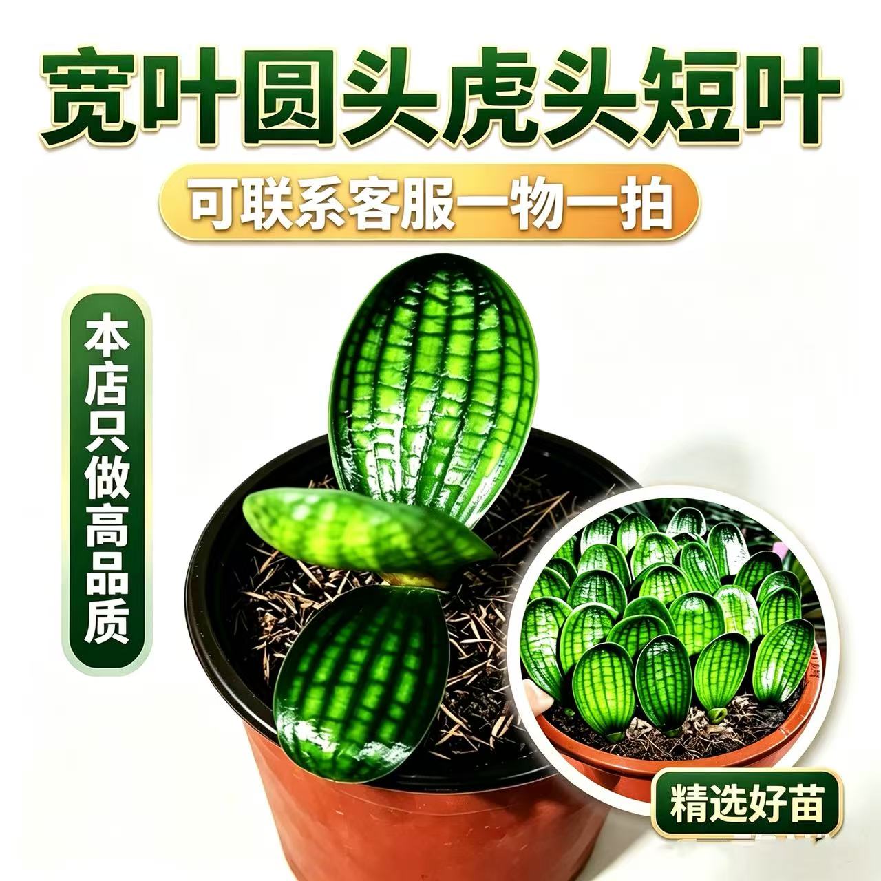 长春精品君子兰正宗对版宽叶圆头桌面绿植