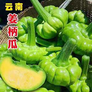 云南新鲜现摘姜柄瓜小南瓜