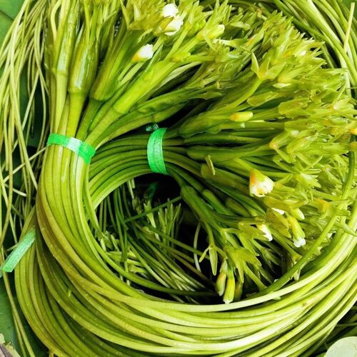 云南大理海菜花水性杨花洱海特色菜网红蔬菜海菜火锅菜新鲜菜