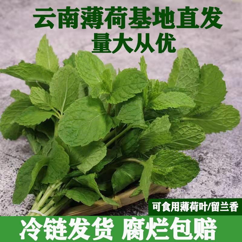 顺丰包邮云南新鲜蔬菜食用薄荷米线店专用调酒皱叶留兰香商用批发图片
