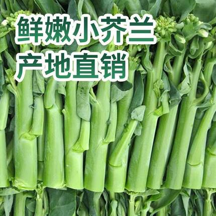 顺丰包邮芥蓝菜新鲜芥兰菜甜芥蓝农家露天种植蔬菜新鲜当季菜