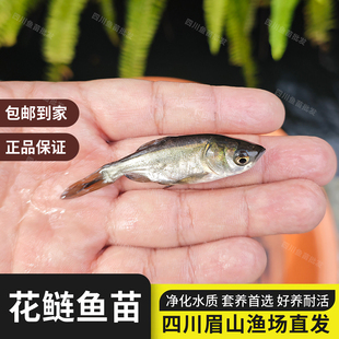 花鲢鱼苗胖头鱼苗鲢鳙鱼苗大头鱼苗黑鲢淡水养殖食用鱼四大家鱼苗