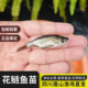 花鲢鱼苗胖头鱼苗鲢鳙鱼苗大头鱼苗黑鲢淡水养殖食用鱼四大家鱼苗
