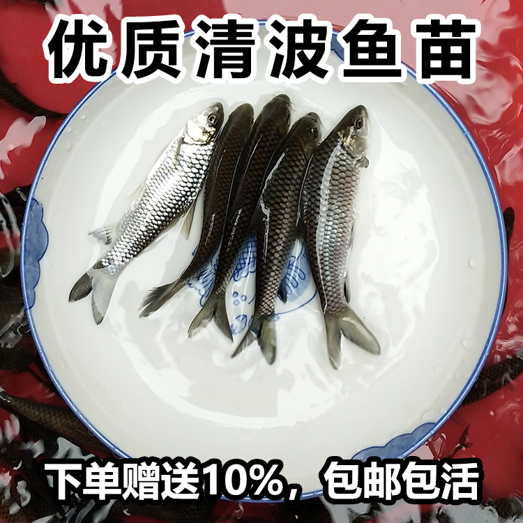 清波魚苗淡水養殖中華倒刺鲃