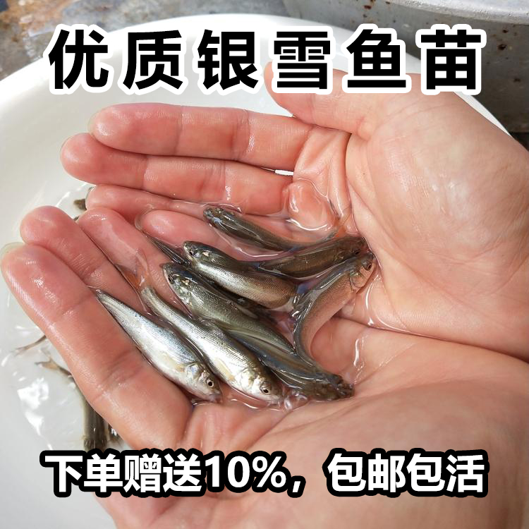 耐养易活淡水养殖银鳕鱼苗吃浮萍