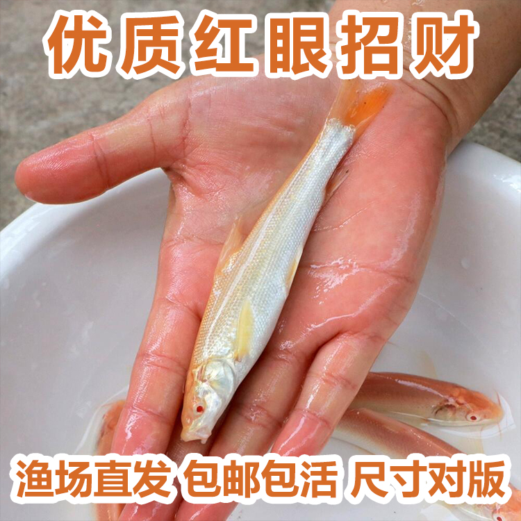 红眼鳕鱼苗白子招财龙赤目红眼银鳕鱼苗冷水观赏食用鱼活体包活 宠物/宠物食品及用品 鱼 原图主图