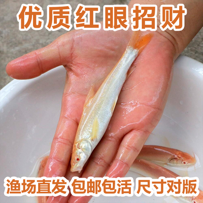 红眼鳕鱼苗淡水冷水鱼白子招财龙