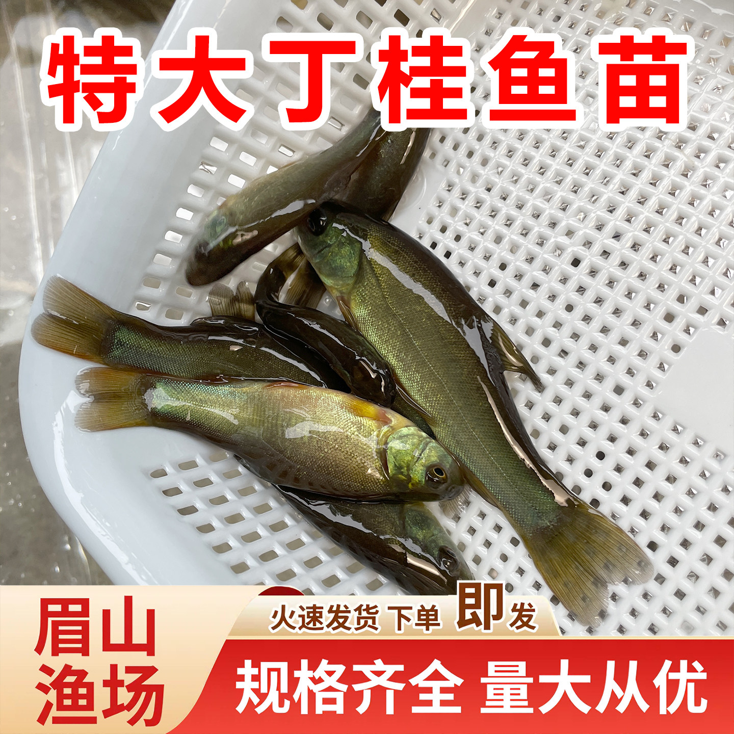 丁桂鱼苗淡水养殖食用欧洲大丁贵鱼须鱼岁易养活丁穗鱼冷水小鱼苗