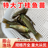 丁桂鱼苗淡水养殖食用欧洲大丁贵鱼须鱼岁易养活丁穗鱼冷水小鱼苗
