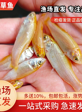 四川金草鱼苗淡水养殖食用冷水金丝皖红黄金丝草鱼俄罗斯金草鱼苗