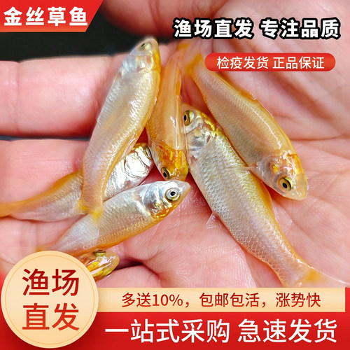 四川金丝草鱼苗金丝鲩鱼黄金草鱼