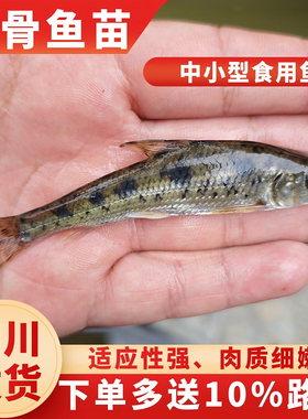 花骨鱼苗土凤鱼苗鱼塘养殖耐活易养淡水养殖本地稀有高档可食用