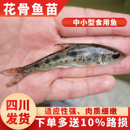 耐活易养淡水养殖花骨鱼土凤鱼