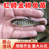 虹鳟鱼苗金鳟鱼苗三倍体淡水养殖食用三文鱼苗原生冷水鱼溪流观赏