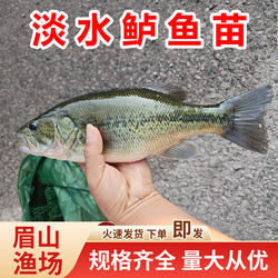 鲈鱼苗加州鲈鱼四川大口黑鲈路亚鱼种凶猛肉食鱼养殖食用包邮包活