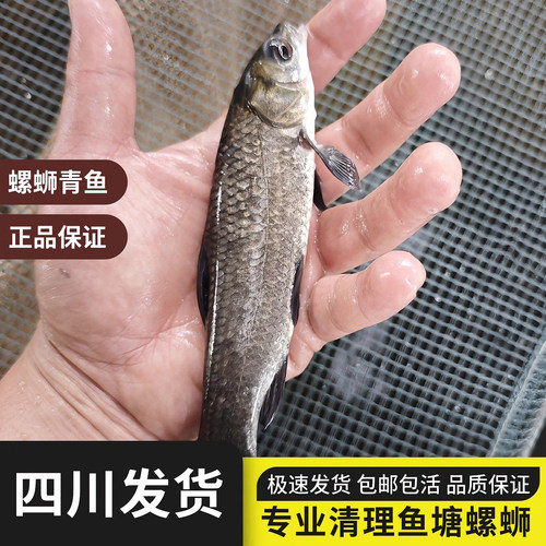 螺蛳青鱼苗螺丝青鱼苗简单易养