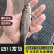 螺蛳青鱼苗正宗四川本地螺丝青淡水食用鱼耐活易养殖灰草鱼乌鲩鱼